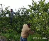 柑橘幼樹(shù)春季該怎么管理呢？柑橘幼樹(shù)春季管理技巧！