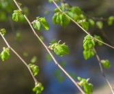 柑橘樹青苔什么時(shí)候打藥好（柑橘的青苔什么時(shí)候打）