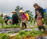 柑橘種植及橘園套種技術(shù)_青島地區(qū)栽的桔子樹在外面能過(guò)冬嗎