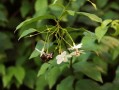 脆蜜金桔盆栽種植技術(shù)管理（脆蜜金桔盆栽種植技術(shù)管理與管理）