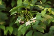 脆蜜金桔盆栽種植技術(shù)管理（脆蜜金桔盆栽種植技術(shù)管理與管理）