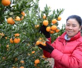 柑橘雜草種植技術(shù)視頻邊坡_能否分享一下能令人心曠神怡的壁紙和音樂