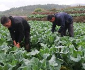 柑橘樹下種植食用菌技術_柑橘果樹下可栽培菌菇嗎