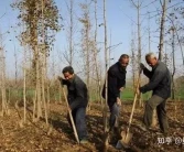 苗木栽植過深或過淺有什么危害？該如何補救？