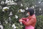 丑美人柑橘種植技術(shù)視頻_都美竹爆料吳亦凡