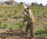 柑橘果樹種植管理技術視頻_怎樣讓柑橘二年樹夏季放二次梢