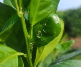 柑橘葉子種植技術(shù)視頻講解_種植柑橘如何預(yù)防潰瘍病