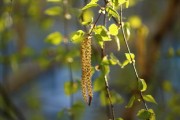 橘子樹種植技術視頻（橘子樹的種植技術）