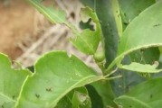 柑橘幼果種植技術(shù)_柑橘保花最佳時間