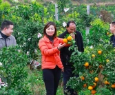 南京新品種柑橘樹苗價格_喬家的兒女在南京什么地方取景