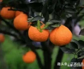 沃柑與愛(ài)媛哪個(gè)品種好點(diǎn)呢視頻_成都三月份橘子酸嗎