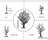 愛媛柑橘冬季修剪視頻教程全集_柑橘紅美人種植技術(shù)