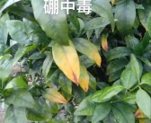 柑橘病蟲害缺素自動(dòng)識(shí)別器_柑橘新梢葉片黃色不轉(zhuǎn)綠是什么原因