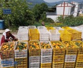 忠縣地區(qū)柑橘種植技術(shù)推廣_周末想去重慶忠縣玩玩