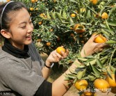 臺州柑橘種植技術(shù)視頻教程_黃巖是哪個省