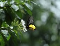 柑橘鳳蝶害蟲嗎（柑橘鳳蝶幼蟲是害蟲嗎）