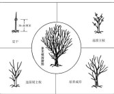 柑橘種植技術(shù)創(chuàng)新人才團(tuán)隊_怎么對現(xiàn)有的柑橘樹