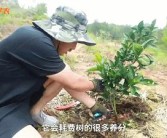 柑橘樹主桿型種植技術(shù)_皂角樹的種植前景究竟如何