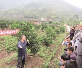 四川種植柑橘技術員_在農(nóng)村種植水果怎么正規(guī)化