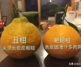 比粑粑柑還好的柑橘品種有哪些呢英語(yǔ)翻譯怎么說(shuō)_柑橘類水果有哪些種類