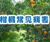 柑橘種植技術(shù)貼：全年12個月清園-修剪-施肥-病蟲防治技術(shù)一本通