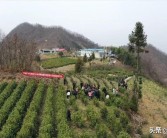 陽春柑橘種植技術(shù)價格_九里香進入四月為什么只有老葉不見長新葉芽