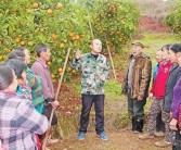 柑橘種植技術(shù)大戶(hù)_農(nóng)村老家有10多畝田地