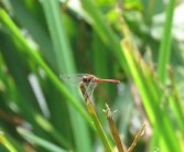 柑橘黃龍病生物防治方法（柑橘黃龍病防治措施）