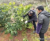 四川柑橘種植產區(qū)地圖位置_愛沙柑橘地頭價多少