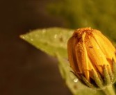 沃柑有花蕾后可以打尿素嗎（沃柑花蕾期打什么藥）