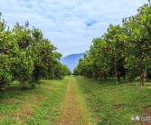 規(guī)模種植柑橘技術(shù)研究報(bào)告_柑橘種植產(chǎn)業(yè)管理制度