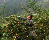 柑橘種植技術(shù)畝產(chǎn)量_沃柑種植需要的海拔