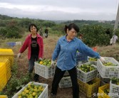 湖南柑橘種植技術和管理_湖南張家界可以種沃柑嗎