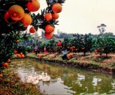 丘陵山地柑橘種植技術(shù)要點_漢中特產(chǎn)水果是哪一個