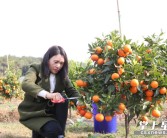 湖南岳陽柑橘種植技術(shù)_湖南氣候適宜種什么水果