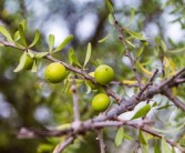 柑橘果樹種植前修剪技術(shù)視頻（柑橘樹修剪教你個(gè)土辦法）