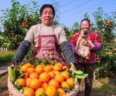 柑橘病蟲害防治最好的農(nóng)藥_最適合果園的除草劑是什么