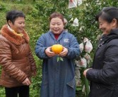 柑橘幼苗種植栽培技術(shù)_金蟬怎么養(yǎng)殖幼苗