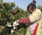 鮮食柑橘種植技術視頻_如何爭取到好的價錢