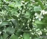 宇花靈柑橘種植管理技術(shù)_宇花靈2號助劑使用方法