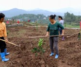 柑橘果園生草種植技術(shù)_果園怎么用有機(jī)肥