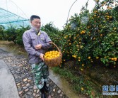 浙江柑橘種植管理技術(shù)_早熟柑橘有哪些好品種