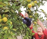 湖南柑橘種植管理技術(shù)_湖南農(nóng)業(yè)概況