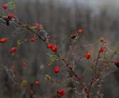 沃柑保果可以噴紅蜘蛛藥嗎（沃柑紅蜘蛛噴什么藥效久些）