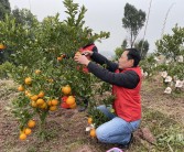 200畝柑橘種植技術_無籽椪柑栽間距多少