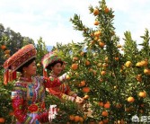 柑橘后期種植技術(shù)_30年老柑橘樹移栽注意事項