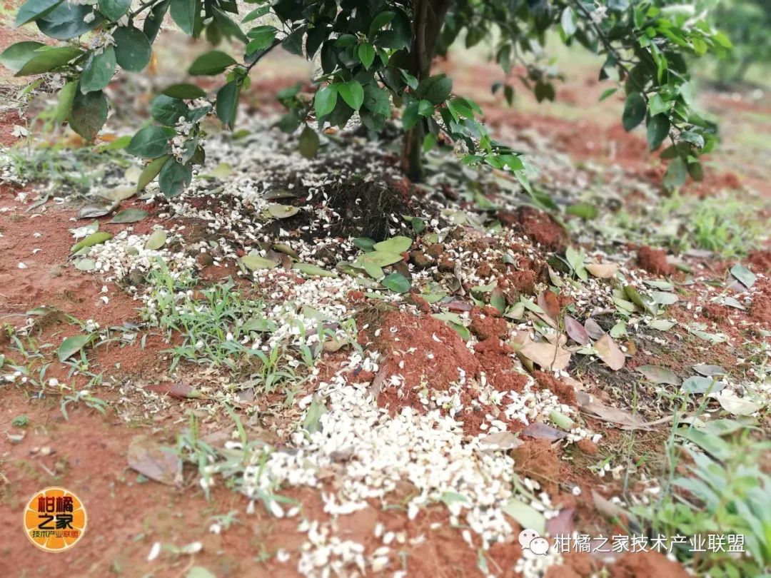 廣西青皮蜜桔種植技術(shù)（青皮蜜桔幾月份可以上市）