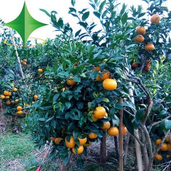 廣西沃柑種植間距多少（廣西沃柑種植總面積）