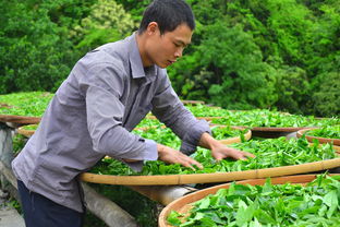 柑普茶葉多少錢（柑普茶的功效與作用價格多少錢）