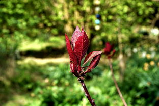 沃柑為什么不開(kāi)花（沃柑為什么不開(kāi)花結(jié)果）